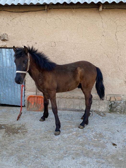 Жылкы сатылады Шымкент