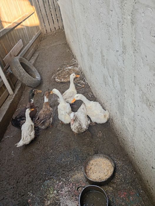 Șapte rațe de casa,romanesti si 2 din 7 cred ca sunt mute