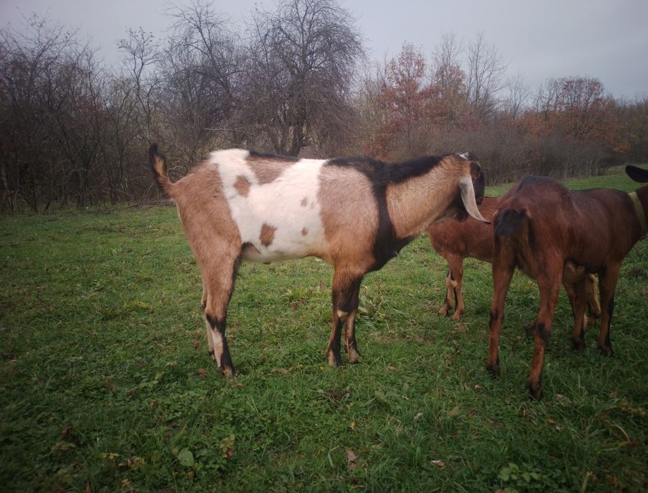 Țap de rasă anglo-nubian