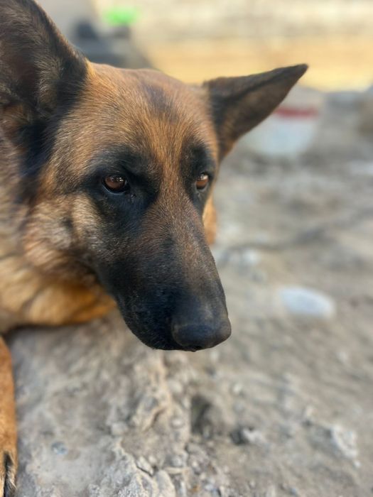 Немецкая авчарка