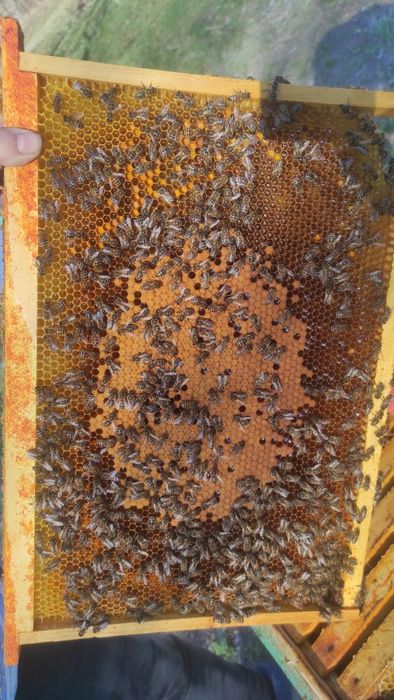 Пчелы, Пчелосемьи