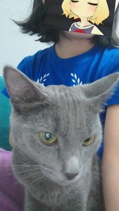 Отдам котёнка в добрые руки