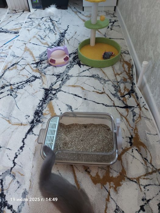 Котёнок  Мушик продаётся