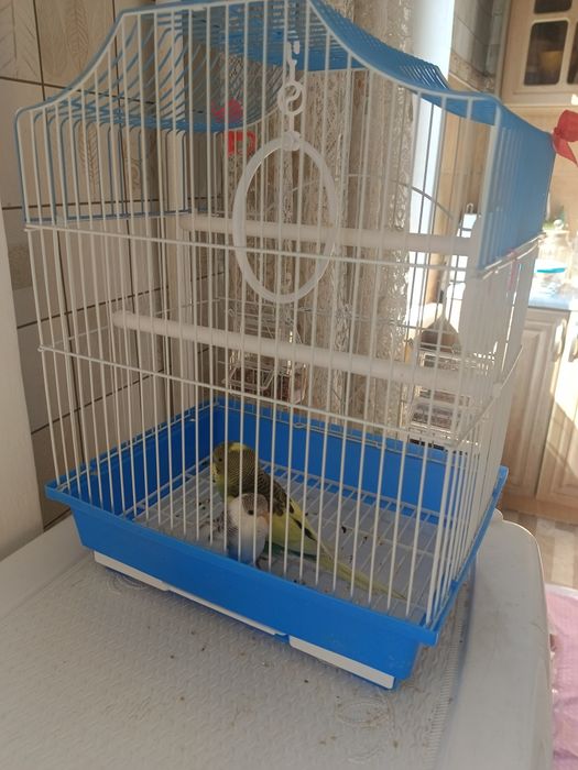 Папугай продаётся