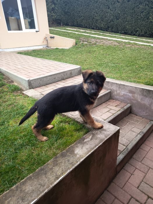 Ciobanesc german cu pedigree