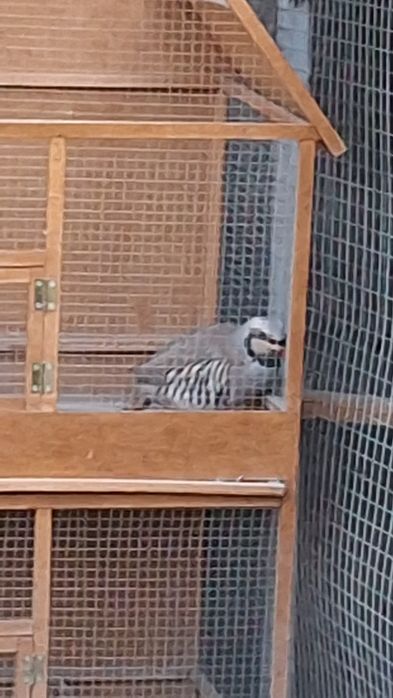 Bir juft narmoda kaklik sotiladi