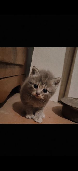 Продам британских котят