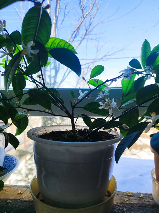 Продам лимон (лайм)