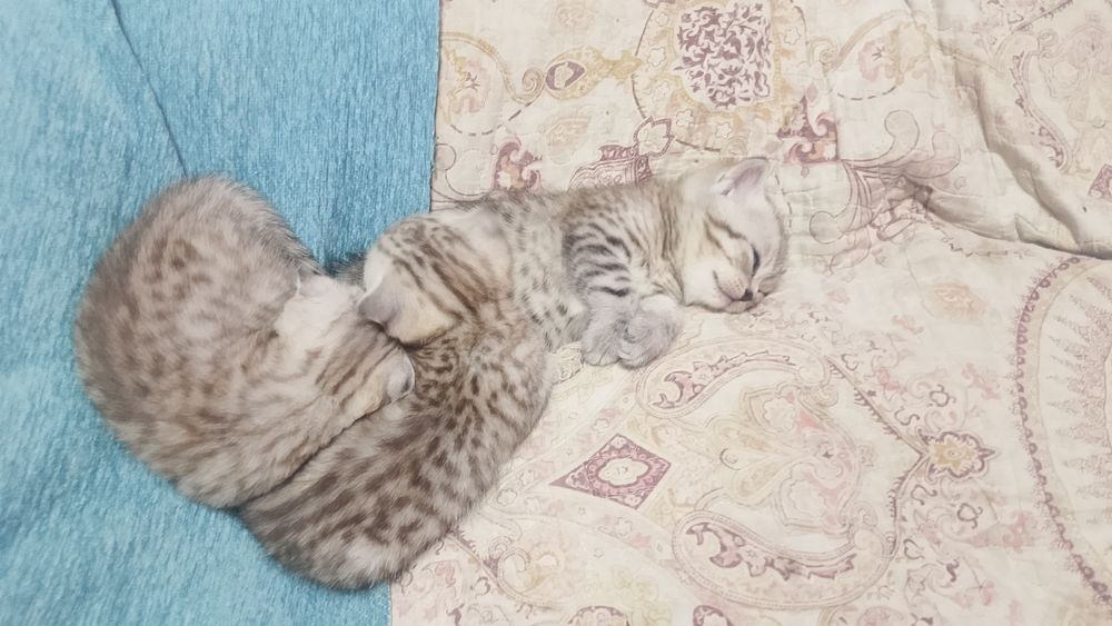 Продам котят скотиш фолд