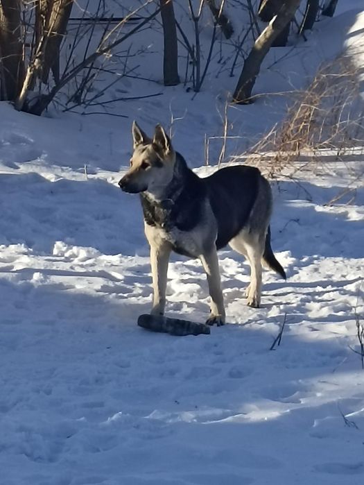 Продам восточно - европейскую овчарку