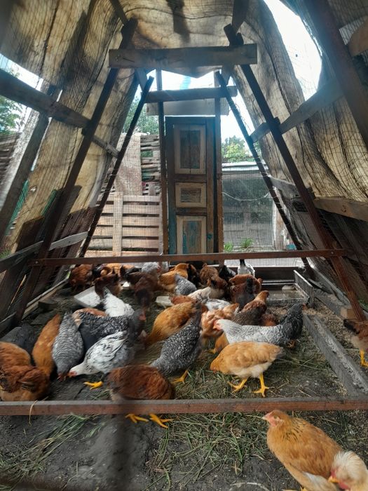 Продам домашних цыплят