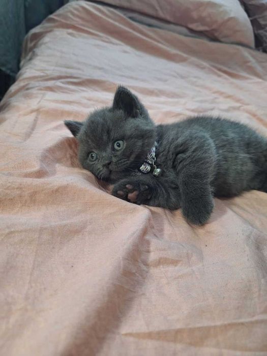 Вязка ! Чистокровный британский короткошерстный кот!! Возраст 3 года!