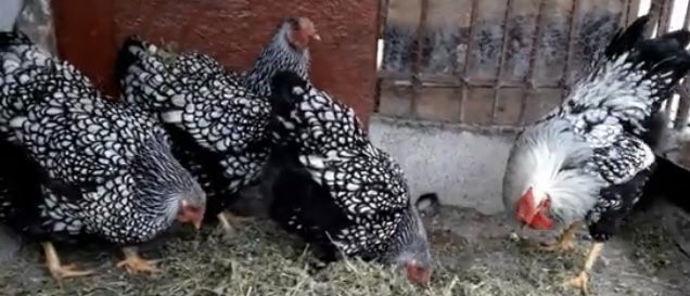 Wiandotte argintiu rasa uriasa 3+1