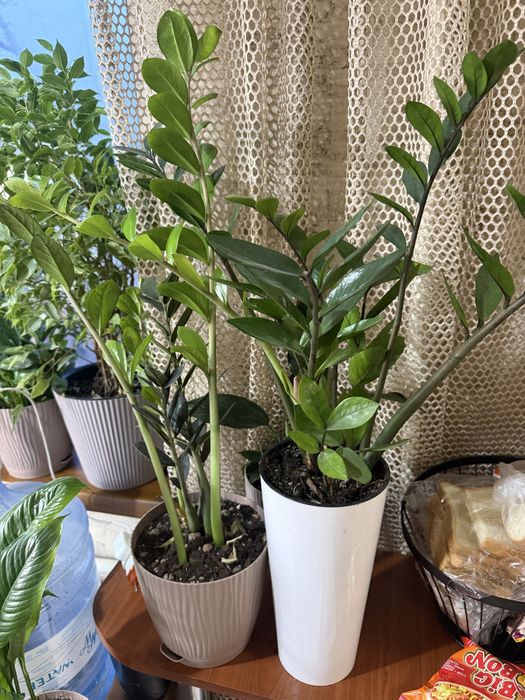 Комнатные растения