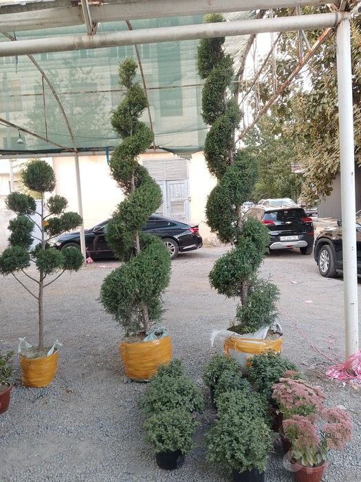 Archa koʻchatlar harhl turdagi koʻchatlar bor aloqaga chiqishlari mumk