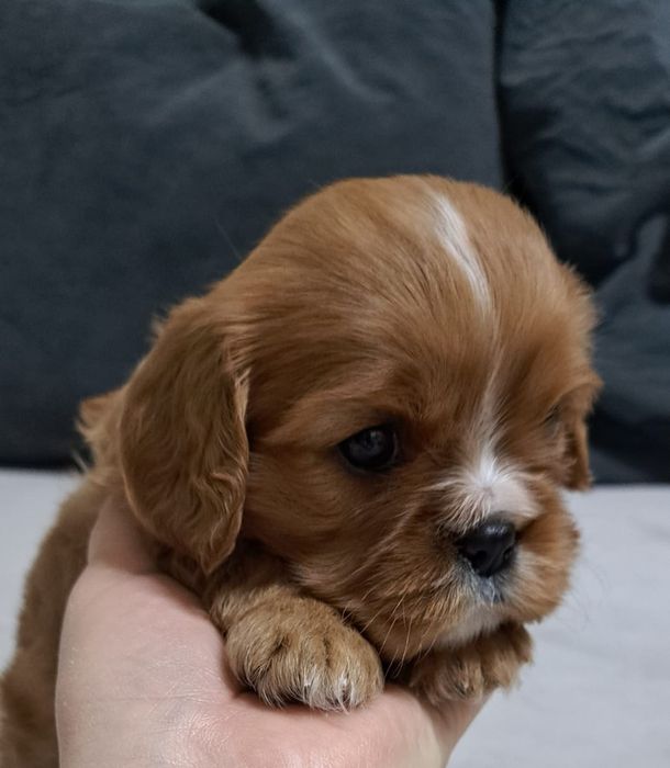 Кавалер кинг чарльз спаниель