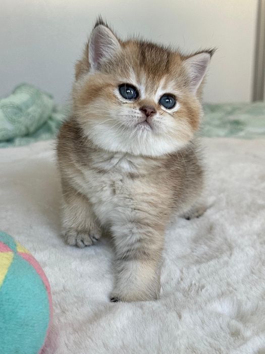 British golden ticked tabby
