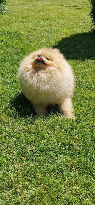 Померан мини мини