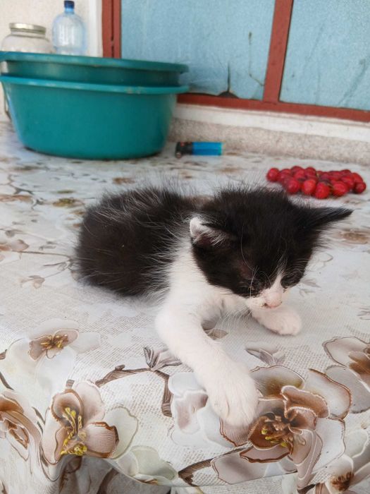 Pisicute pentru adoptie