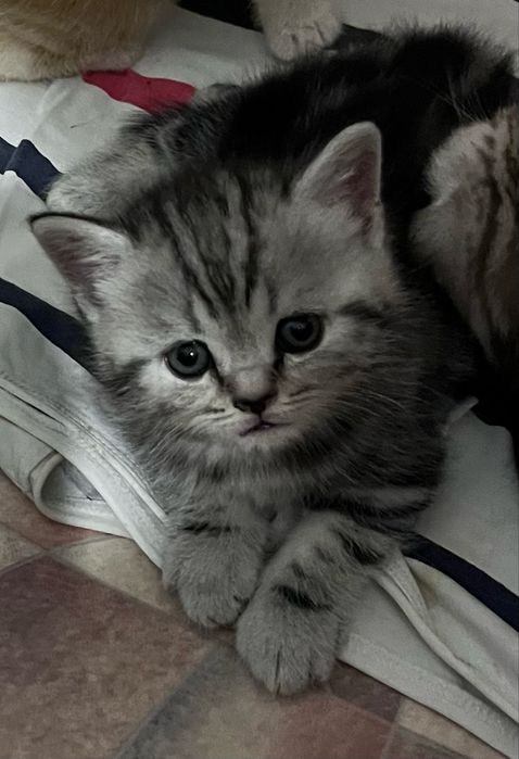 Шотландский мальчик