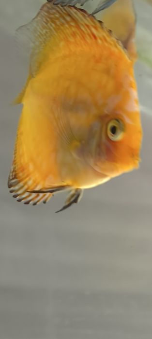 Дискуси подростки