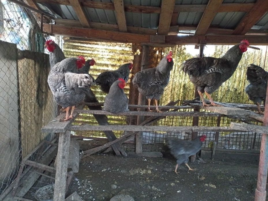 Vând găini rasa plymouth