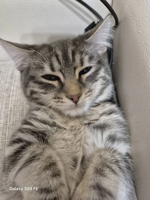 Отдам котенка мальчика