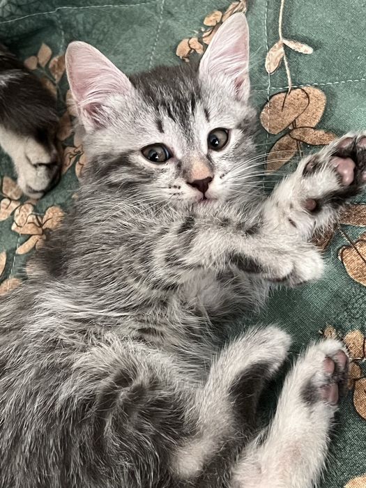 Отдам котят в добрые руки!