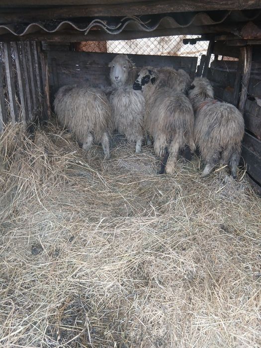 De vânzare 5 cârlane preț 500 lei bucata una cu alta  2500 lei toate 5