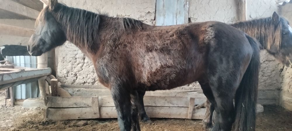 Айғырлар сатылады..