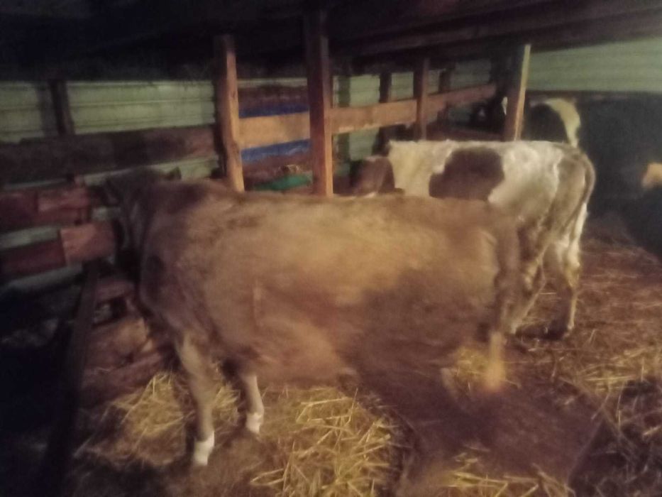 Продаётся КРС 3 головы