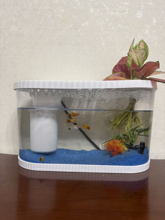 Аквариум с рыбками