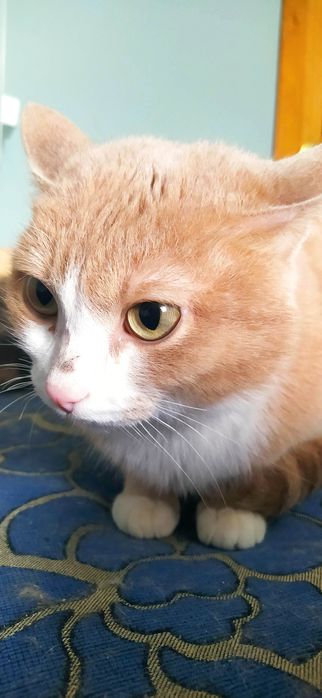 Отдам кошечек и котов