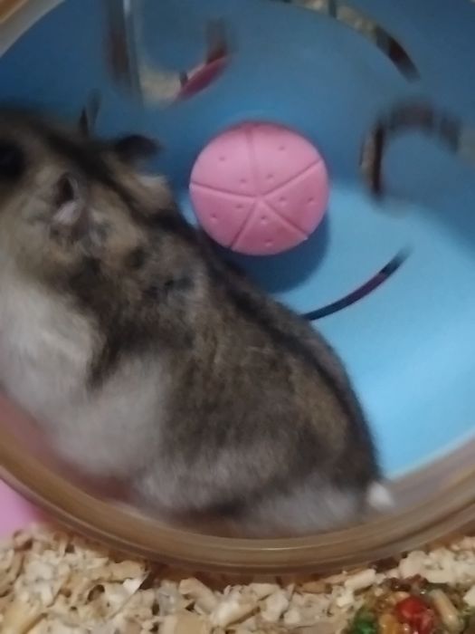 хомяк джунгарский