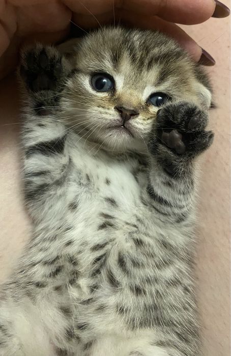 Котята британские