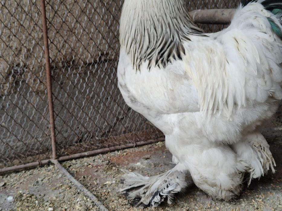 Қораз брама - петух брама