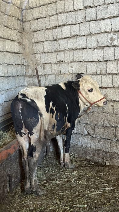 Бұқа сатылады 1 жастан асқан