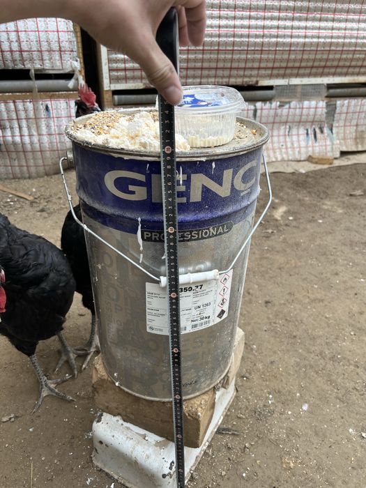 Gigant Qora shaxzoda tuxumlariga zakaz olamiZ