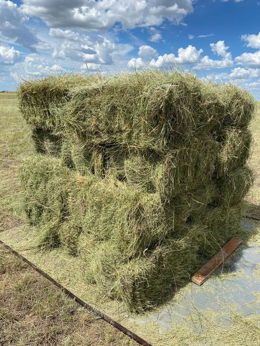 Продам сено житняк