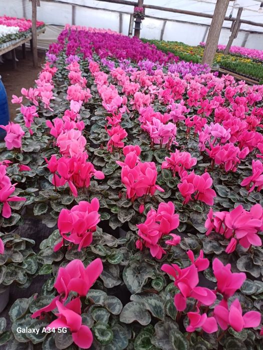 Flori cyclamen zambila cineraria