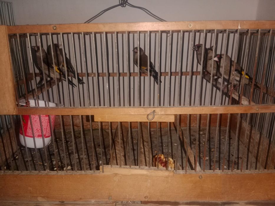 Пепельные щеглы 8шт местные