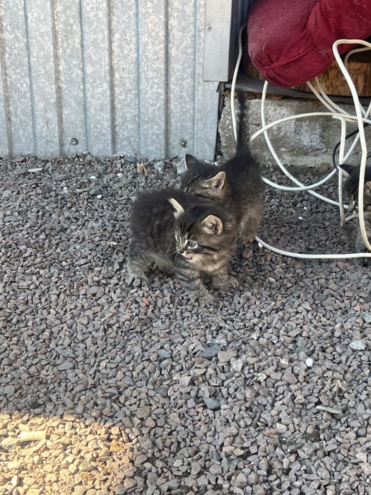 Отдам котят бесплатно