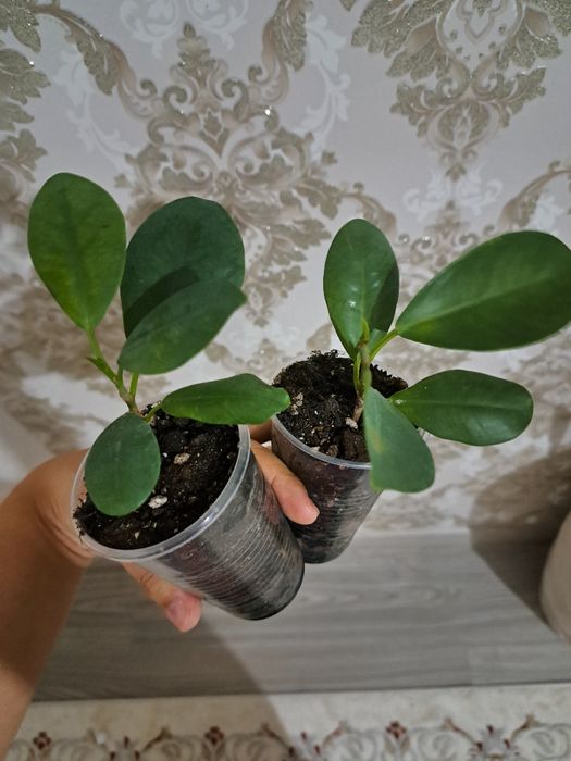 Фикусы разных сортов