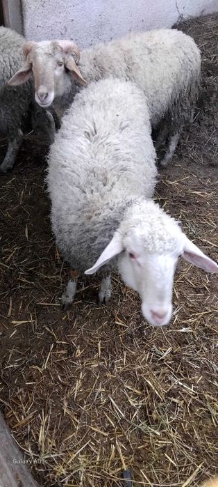 три мъжки шилета