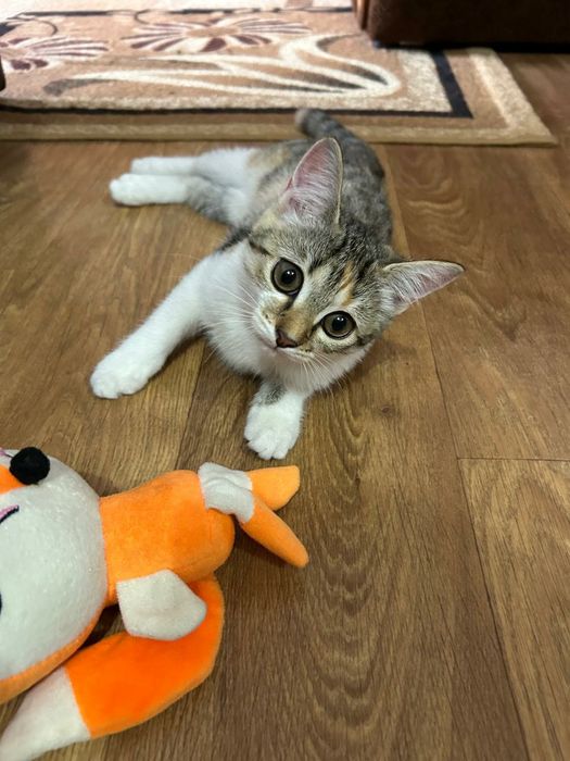 Потерялась кошечка!!!