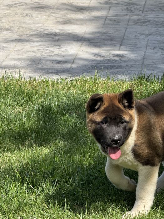 Pui Akita American