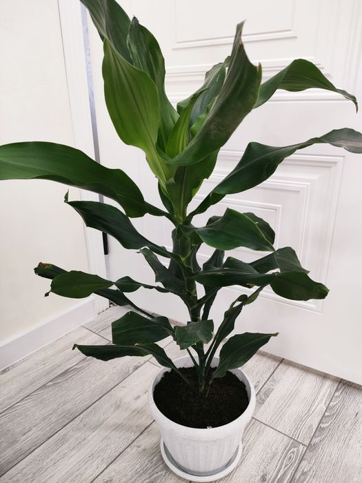 Комнатные цветы, доставка