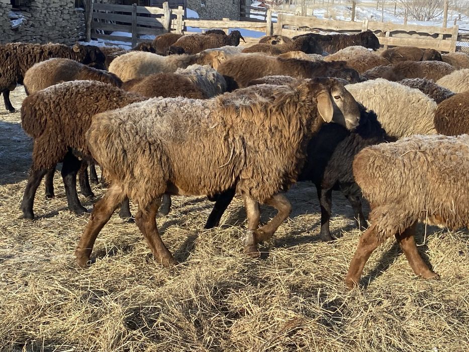 Продаютса кошкары арашан