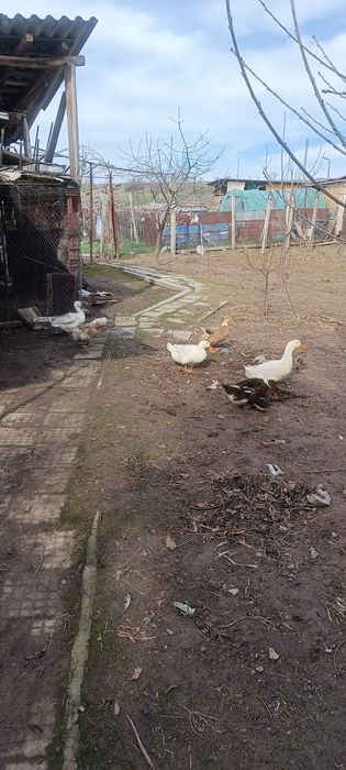 Патица. И. Патър