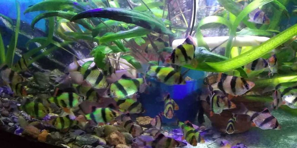 Суматранские, зеленые барбусы